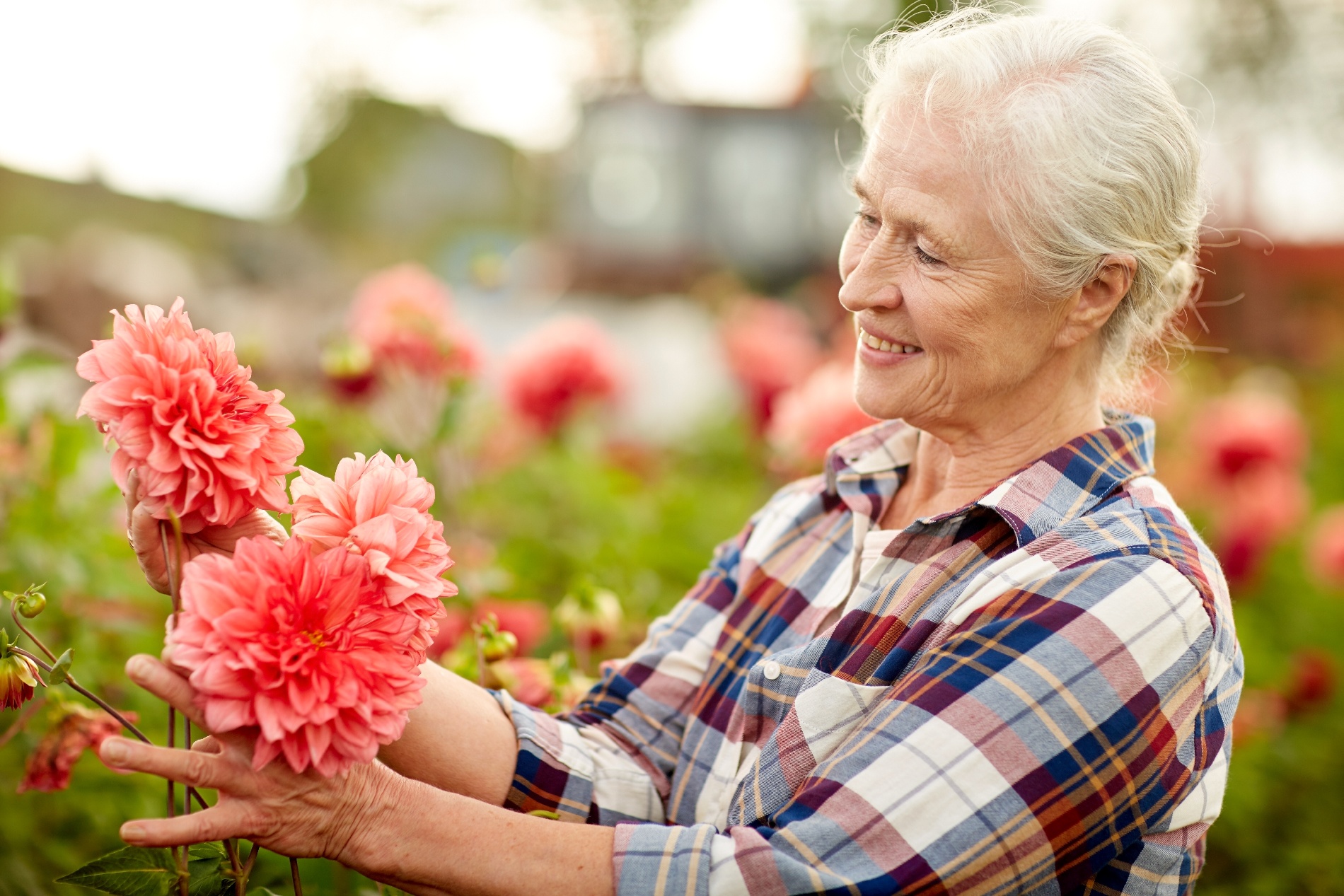 An older woman looks at her fresh cut flowers while gardening outdoors.